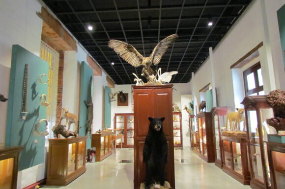 Museo Universitario de Historia Natural Dr. Manuel M. Villada